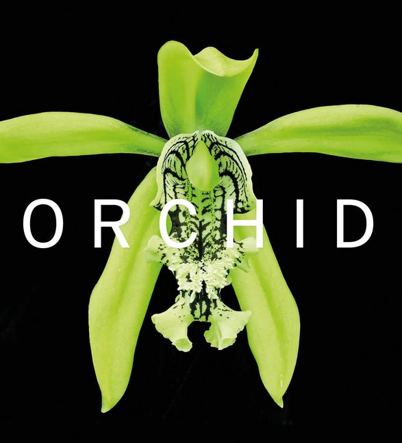 Orchid : Marie Selby Botanical Gardens