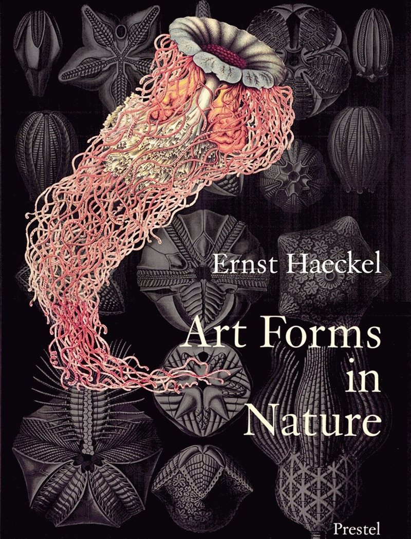 Art forms in nature - prints of ernst haekel